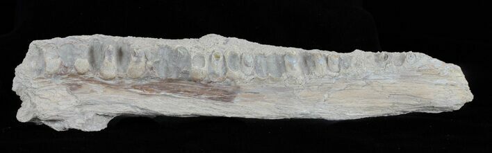 Cimolichthys (Cretaceous Fish) Vertebra - Kansas #61438
